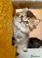 Scottish Fold cats - Advert 3