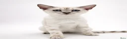 Bengal cats for sale: 🐆F6 Pedigree Bengal Kittens | TICA Registered in Leeds - Advert 20