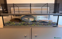Hamster rodents for sale: Russian Dwarf Hamster - Image 4