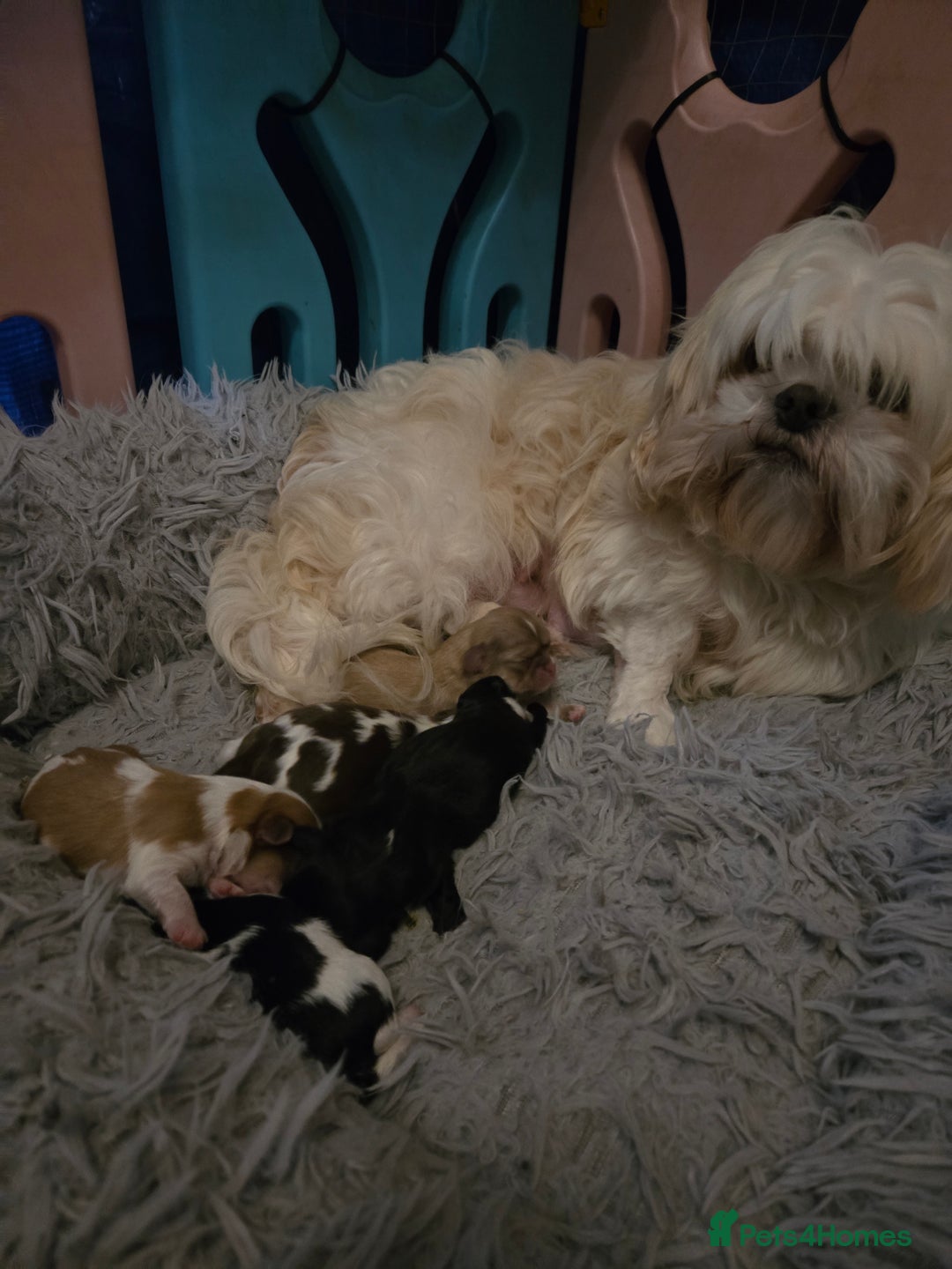 Shih Tzu dogs for sale: Stunning  shihtzus  puppies  4 girls 1 boy - Advert 7