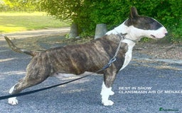English Bull Terrier dogs for sale: English Bull Terrier Pup - Image 8