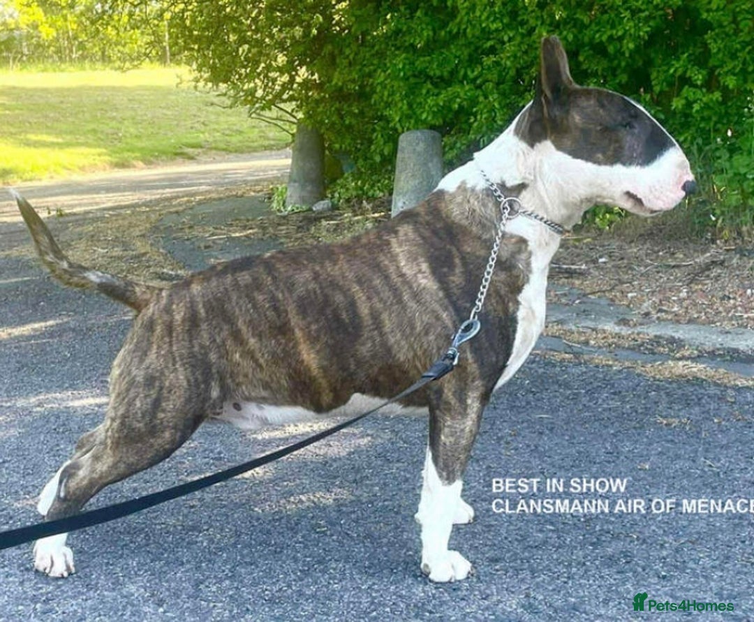 English Bull Terrier dogs for sale: English Bull Terrier Pup - Image 8