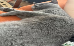 British Shorthair cats for sale: Affectionate British shorthair  - Image 2