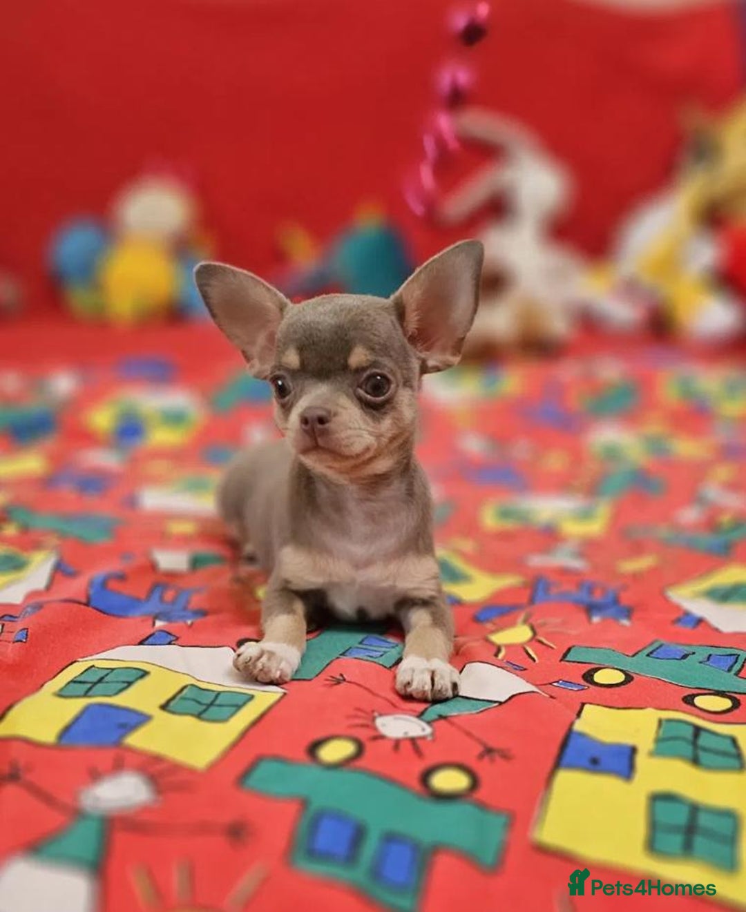 Chihuahua dogs for sale: Adorable 🐶🥰 Mini Girl Available  - Image 6