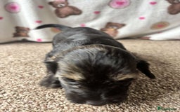 Dachshund dogs for sale: 🐾 Beautiful wired haired Dachshund Puppies - Image 11