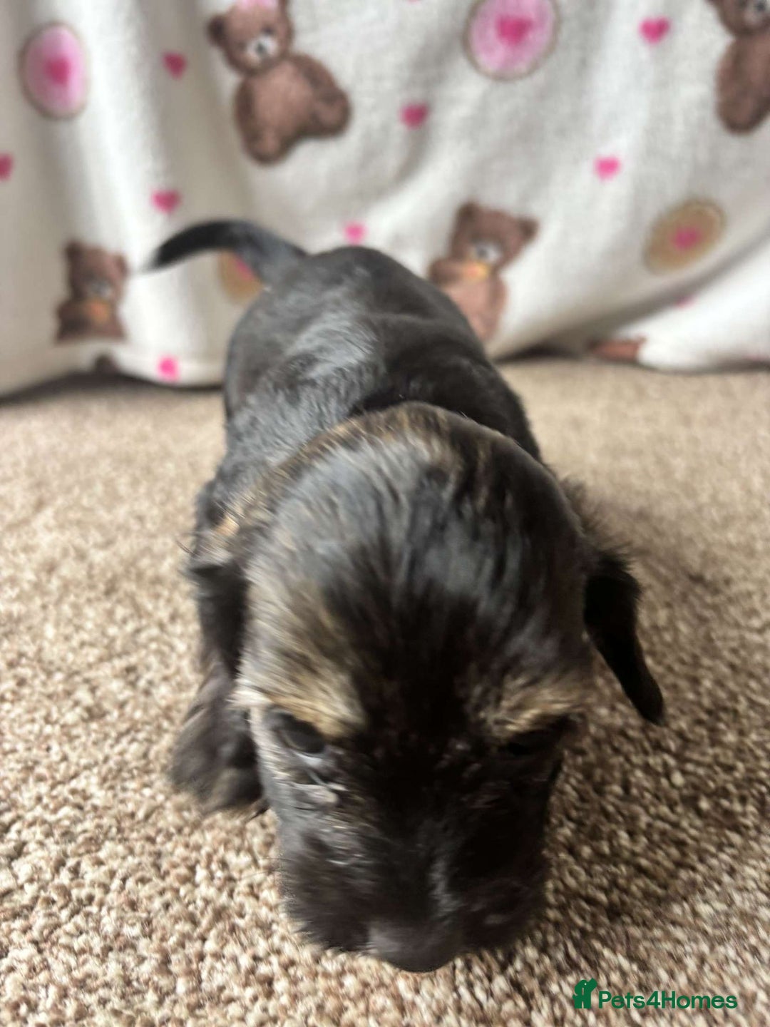 Dachshund dogs for sale: 🐾 Beautiful wired haired Dachshund Puppies - Image 11