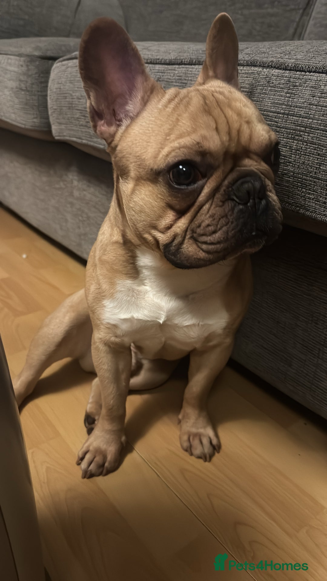 French Bulldog dogs for stud: First Time, Hence the Price - Image 2