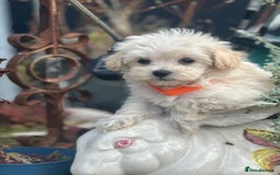 Maltipoo dogs for sale: F1 maltipoo - Image 19