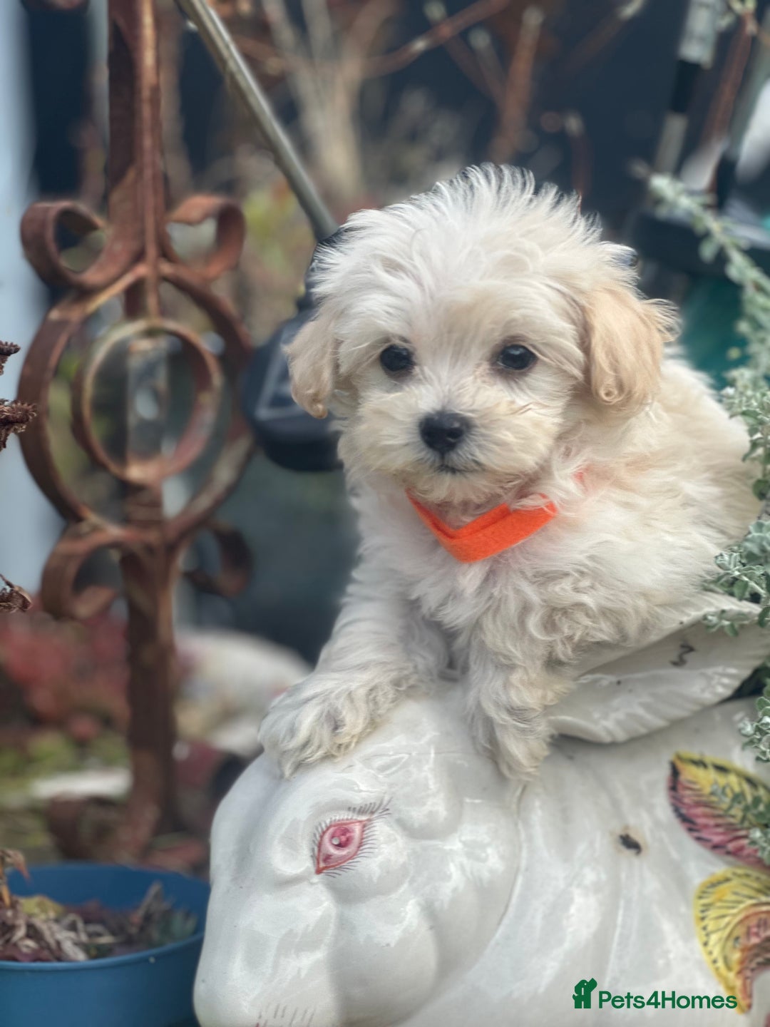 Maltipoo dogs for sale: F1 maltipoo - Image 19