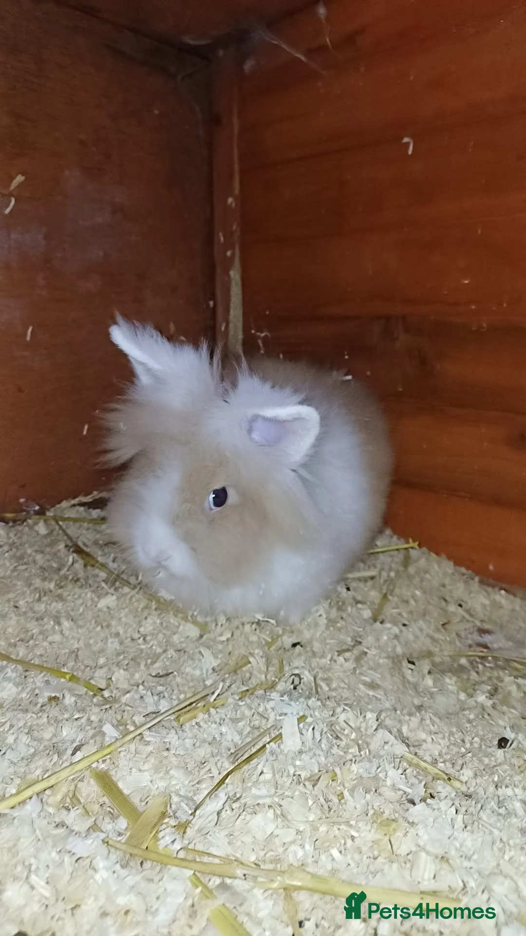 Lionhead rabbits for sale: Loinheads  - Advert 1