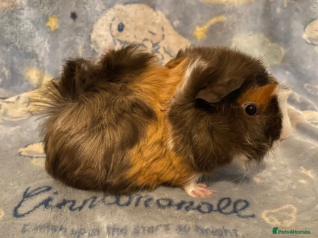 Guinea Pig rodents for sale: Gorgeous baby Guinea pigs - Advert 1