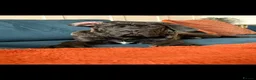 Cane Corso dogs for sale: Bruce in Leicester - Advert 4