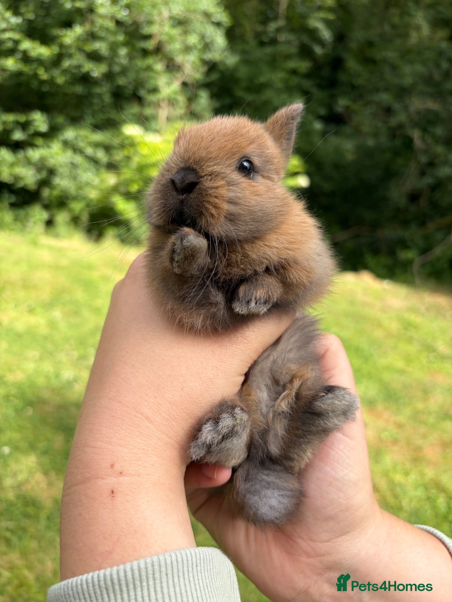 Netherland Dwarf rabbits Netherland Dwarf Kits  - Advert 1