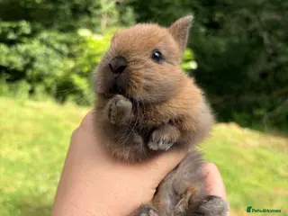 Netherland Dwarf rabbits Netherland Dwarf Kit - Advert 4