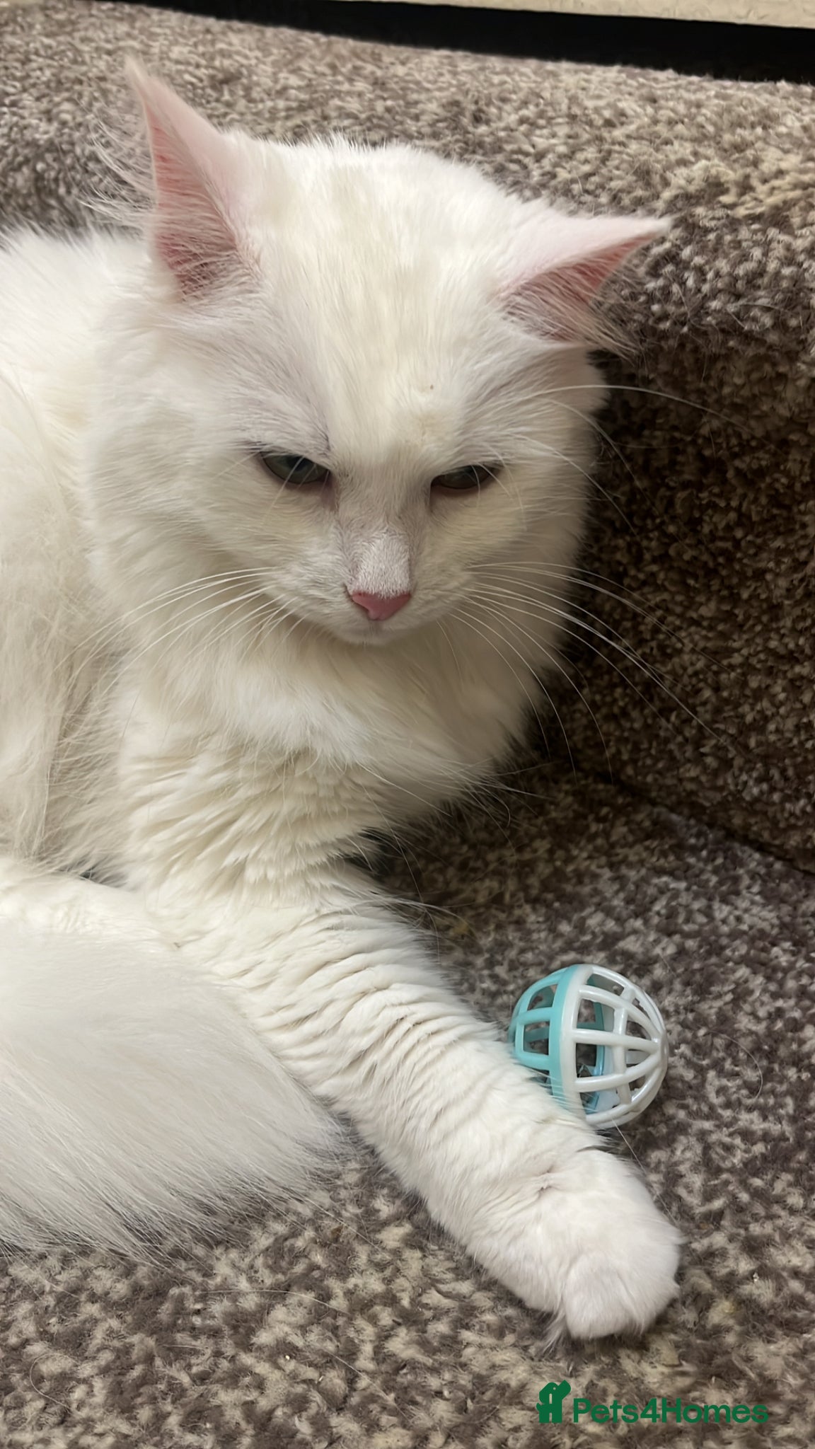 Turkish Angora cats 3 Year old Turkish Angora - Advert 1