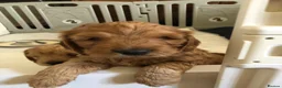 Cockapoo dogs for sale: Adorable Cockapoo Puppies  - Advert 6