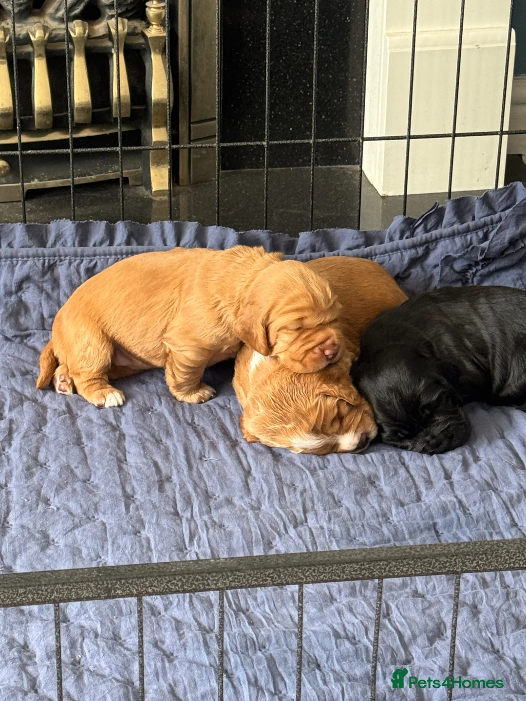 Cocker Spaniel dogs for sale: RKC Registered Working Cocker Spaniel Litter - Advert 2