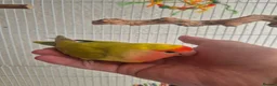 Lovebirds birds for sale: Handreared Peachface lovebird  - Advert 3