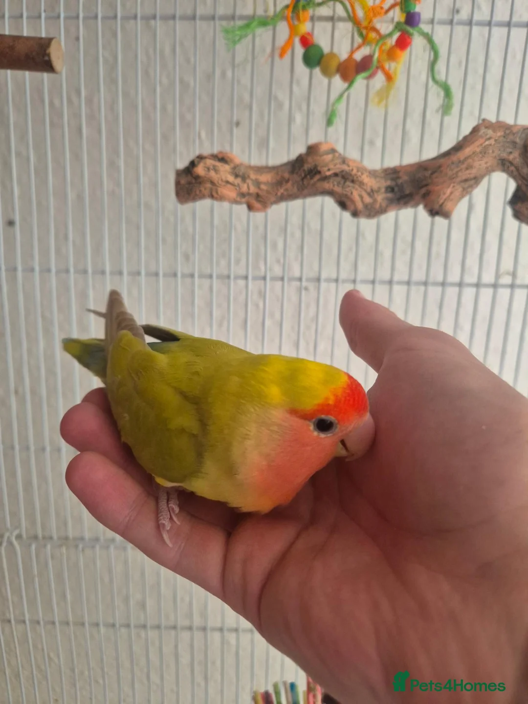 Lovebirds birds for sale: Handreared Peachface lovebird  - Advert 3