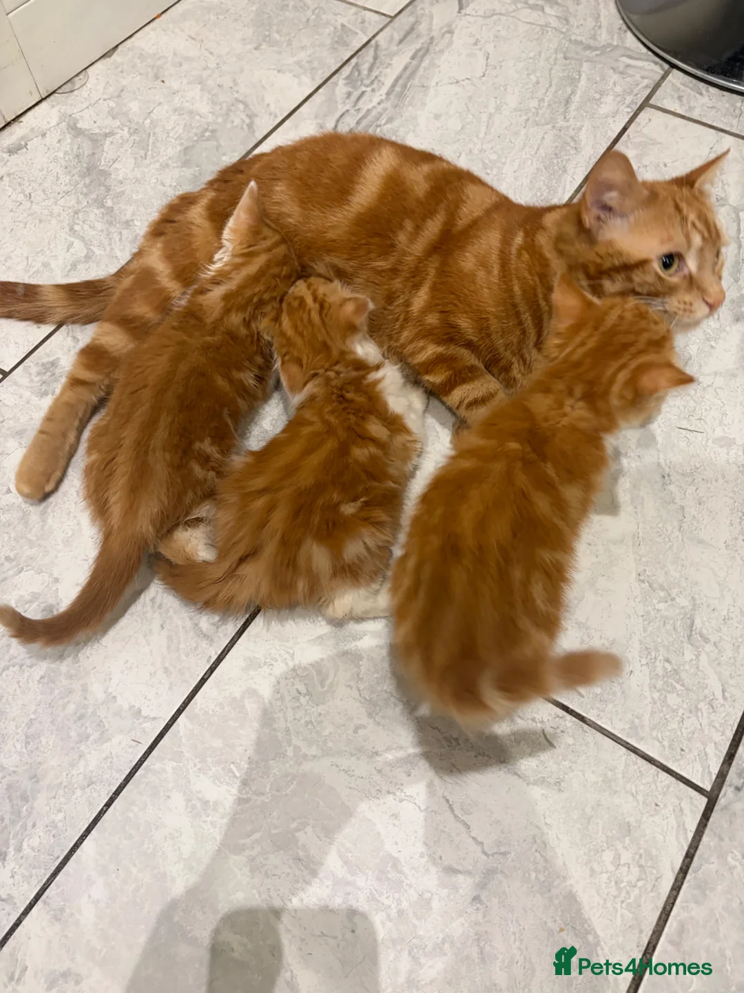 Mixed Breed cats for sale: Beautiful Very Fluffy Kittens for Sale 🐾 - Advert 21