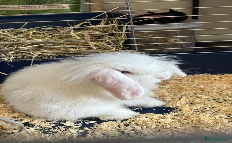 Mini Lion Lop rabbits - Advert 2