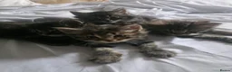 Mixed Breed cats for sale: Mixed Norwegian forest  in Surbiton - Advert 2
