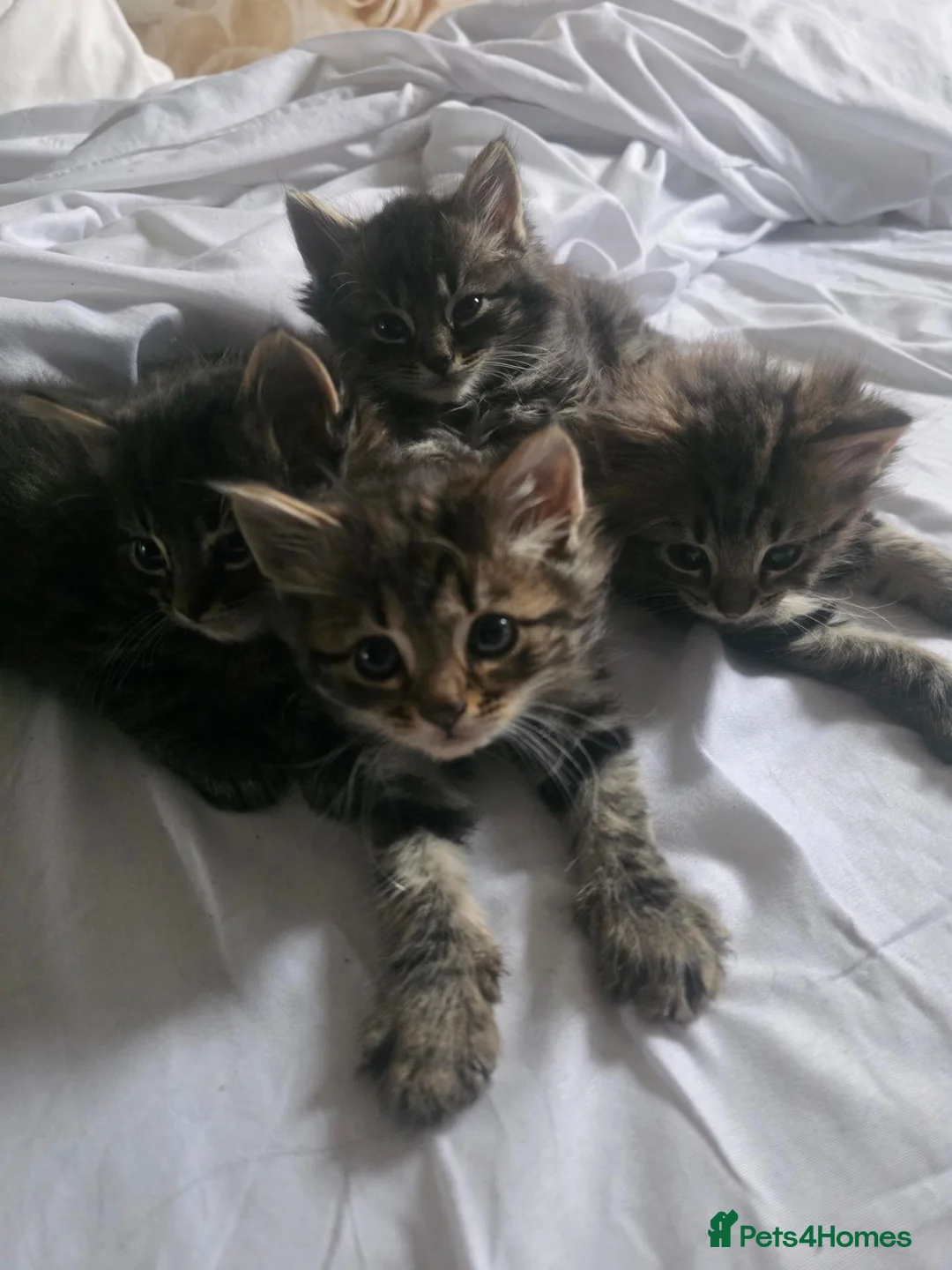 Mixed Breed cats for sale: Mixed Norwegian forest  in Surbiton - Advert 2