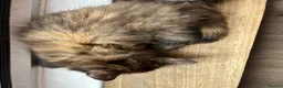 Maine Coon cats for sale: Beautiful Half Maine coon kittens  - Advert 11
