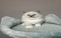 Ragdoll cats for sale: Registered Ragdolls kittens for sale - Image 3
