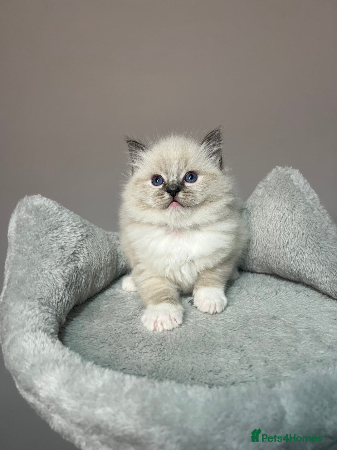 Ragdoll cats for sale: Registered Ragdolls kittens for sale - Image 3