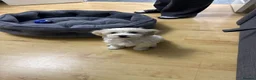 Bichon Frise dogs for sale: Bichon malteze in Swindon - Advert 5