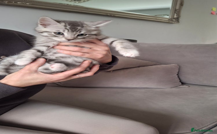 British Shorthair cats - Advert 1