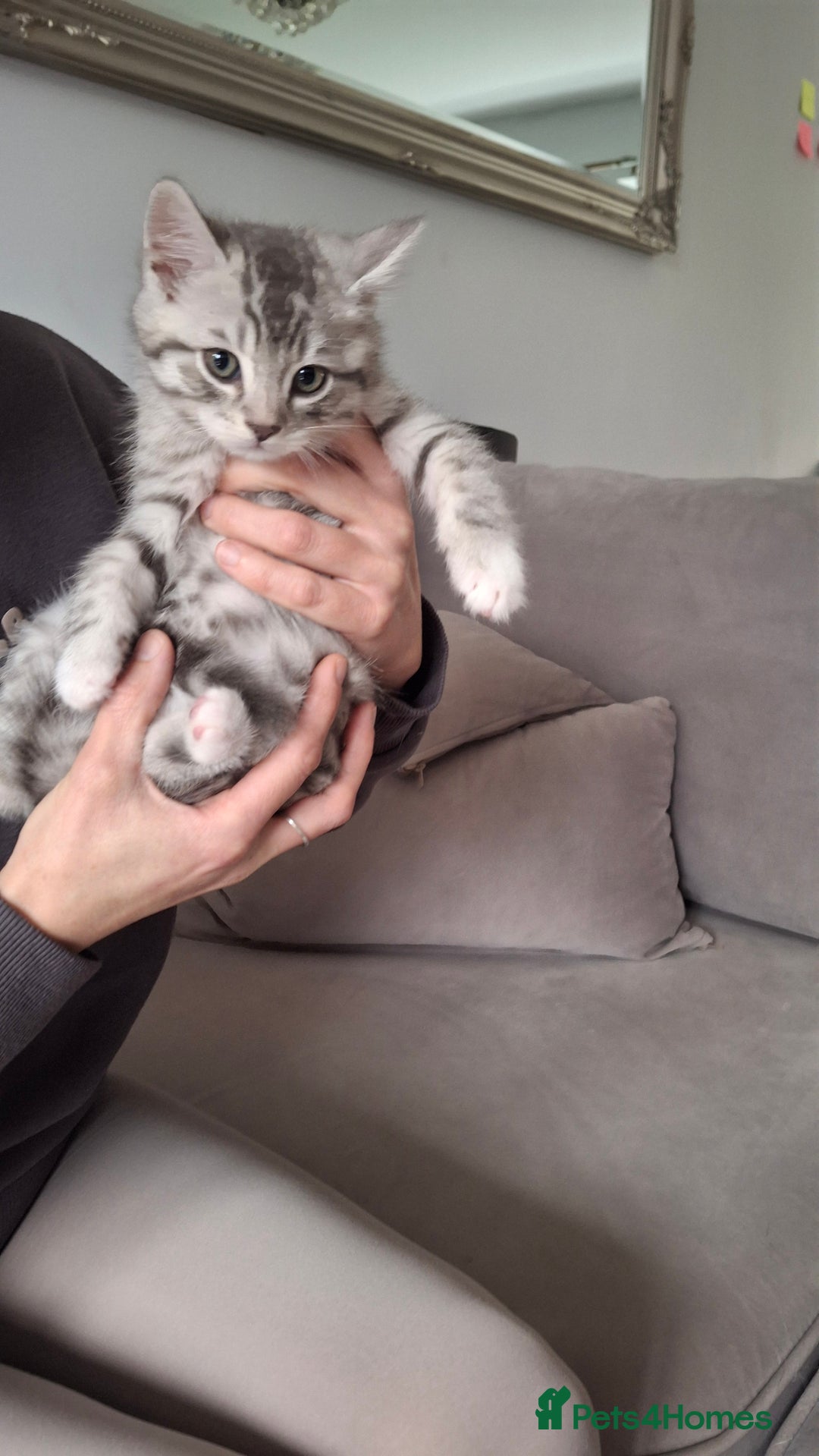 British Shorthair cats for sale: 2 males lovely cats  - Image 1