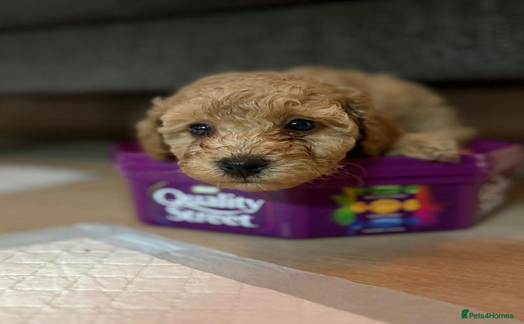 Cockapoo dogs - Advert 16