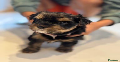Yorkshire Terrier dogs - Advert 1