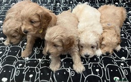 Cockapoo dogs for sale: Beautiful litter of cockapoos - Image 1