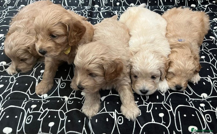 Cockapoo dogs - Advert 3