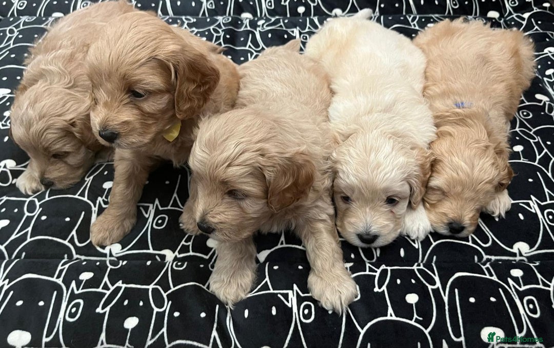 Cockapoo dogs for sale: Beautiful litter of cockapoos - Image 1