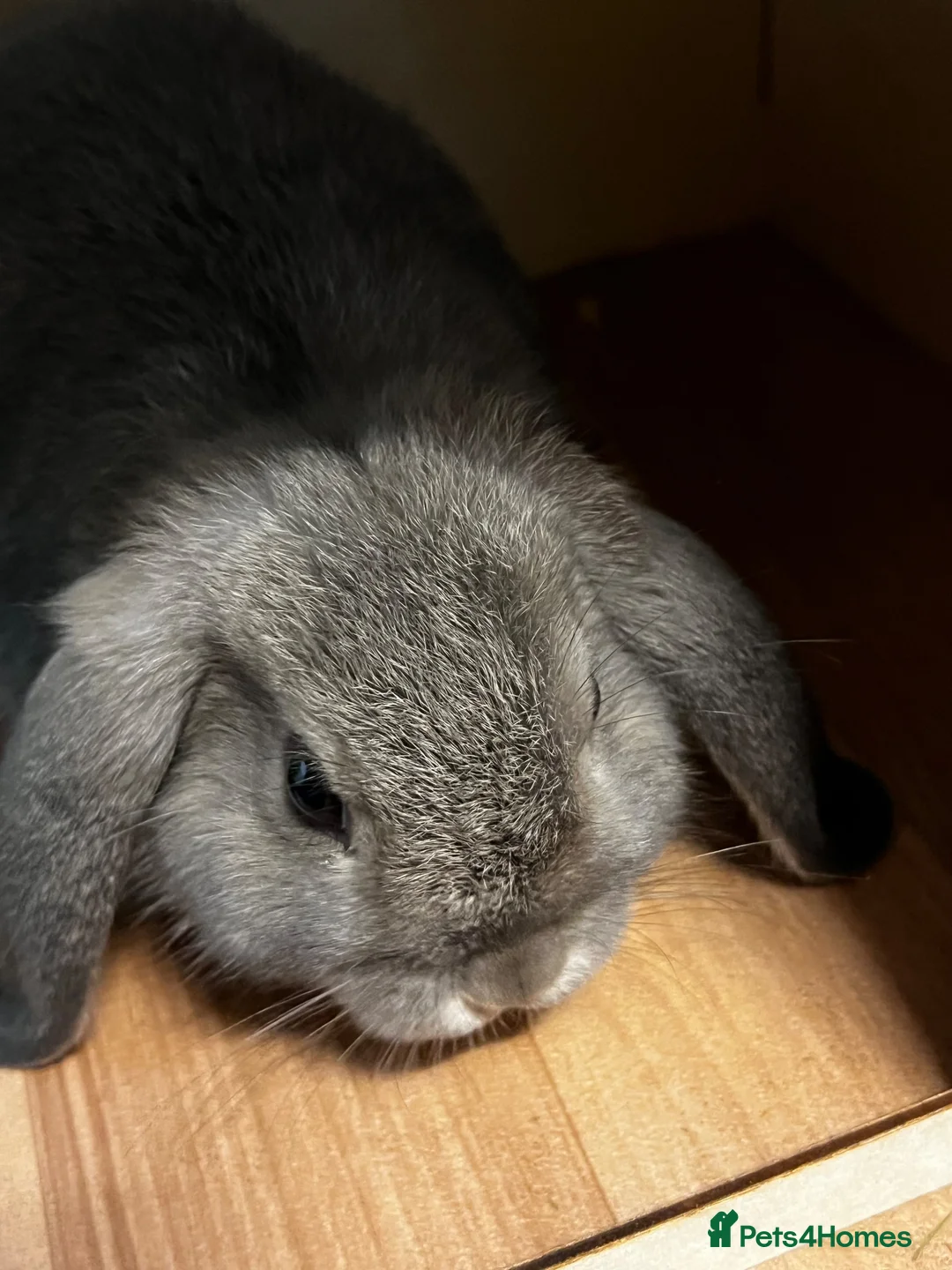 Mini Lop rabbits for sale: Mini lop (plush carriers) - Advert 8