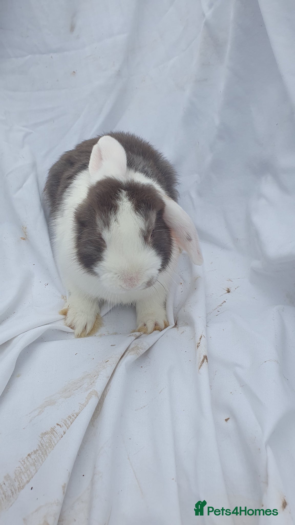 Mini Lop rabbits Mini lop  - Advert 2
