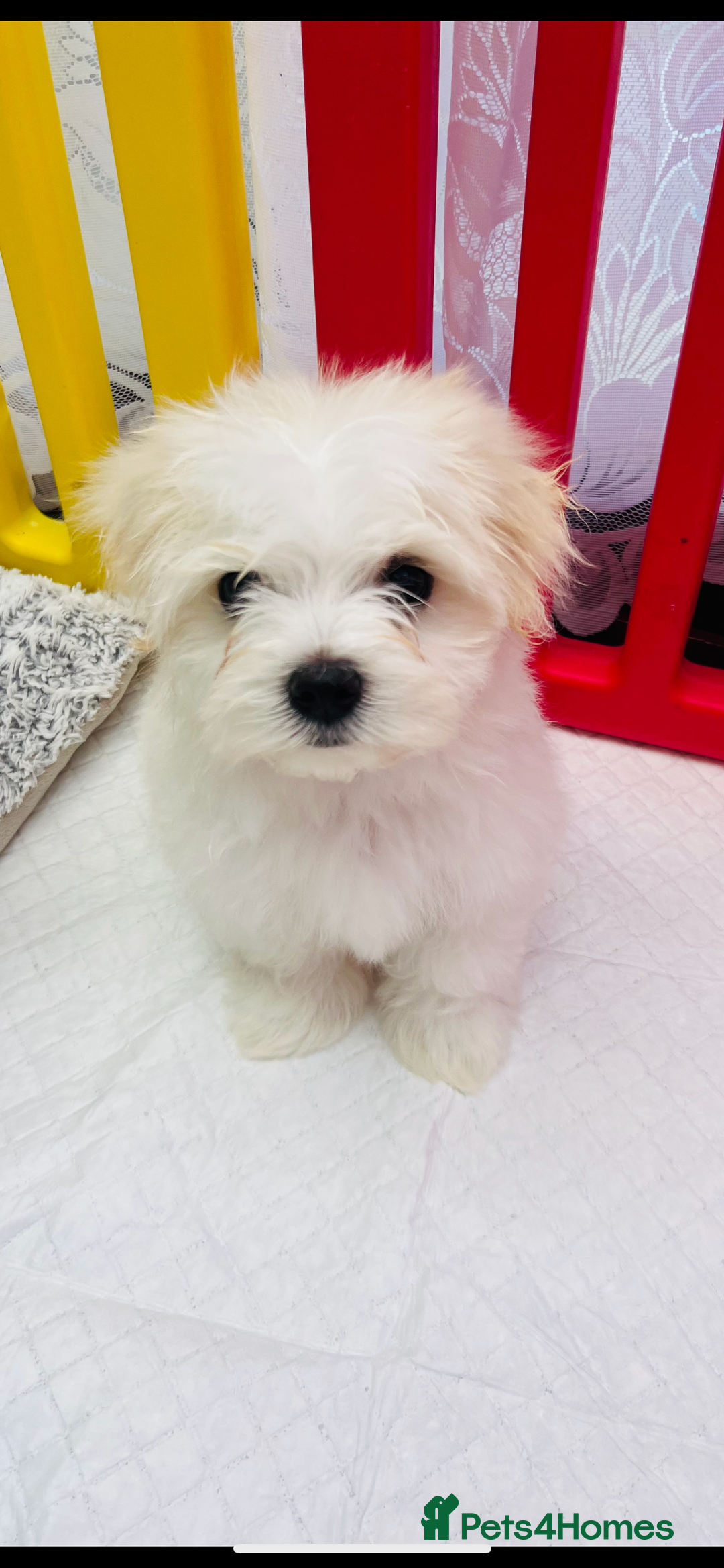 Maltese dogs for sale: For sale - Image 12