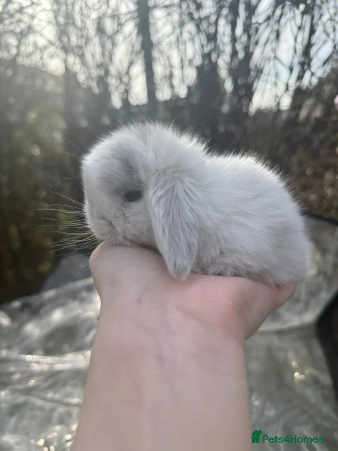 Mini Lop rabbits for sale: Mini lop baby rabbits  - Advert 1