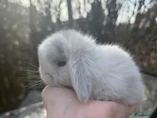 Mini Lop rabbits Mini lop baby rabbits - Advert 1