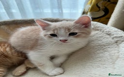 Mixed Breed cats for sale: Adorable kittens looking for loving homes - Image 2