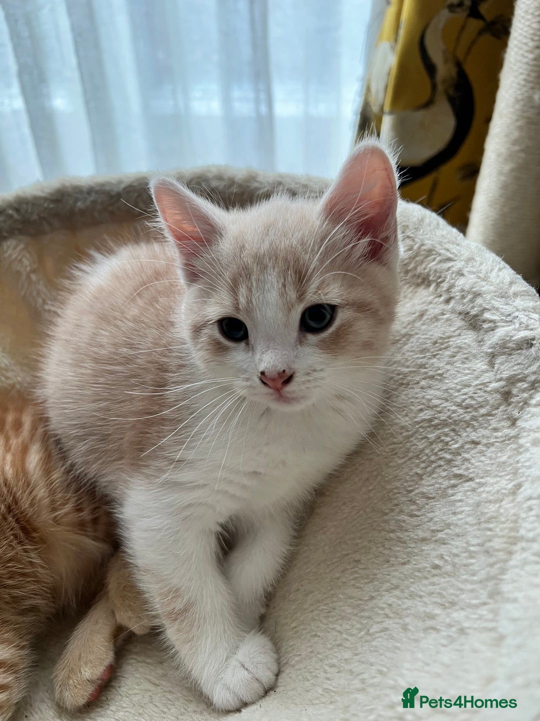 Mixed Breed cats for sale: Adorable kittens looking for loving homes - Image 2