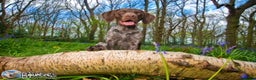 German Shorthaired Pointer dogs for stud: Jasper AKA Swallow of the north in Chesterfield - Advert 8