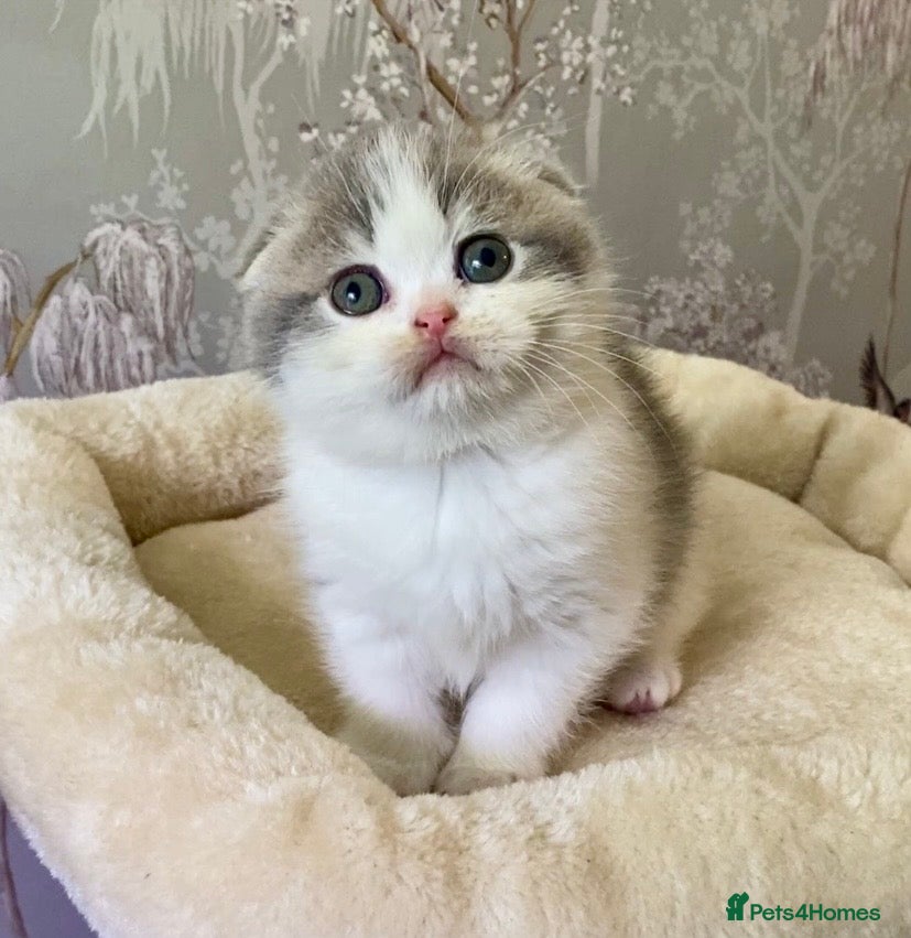 Scottish Fold cats 🧸😻CHAMPION LINE TICA ACTIVE SCOTTISH/BSH😻🧸 - Advert 1