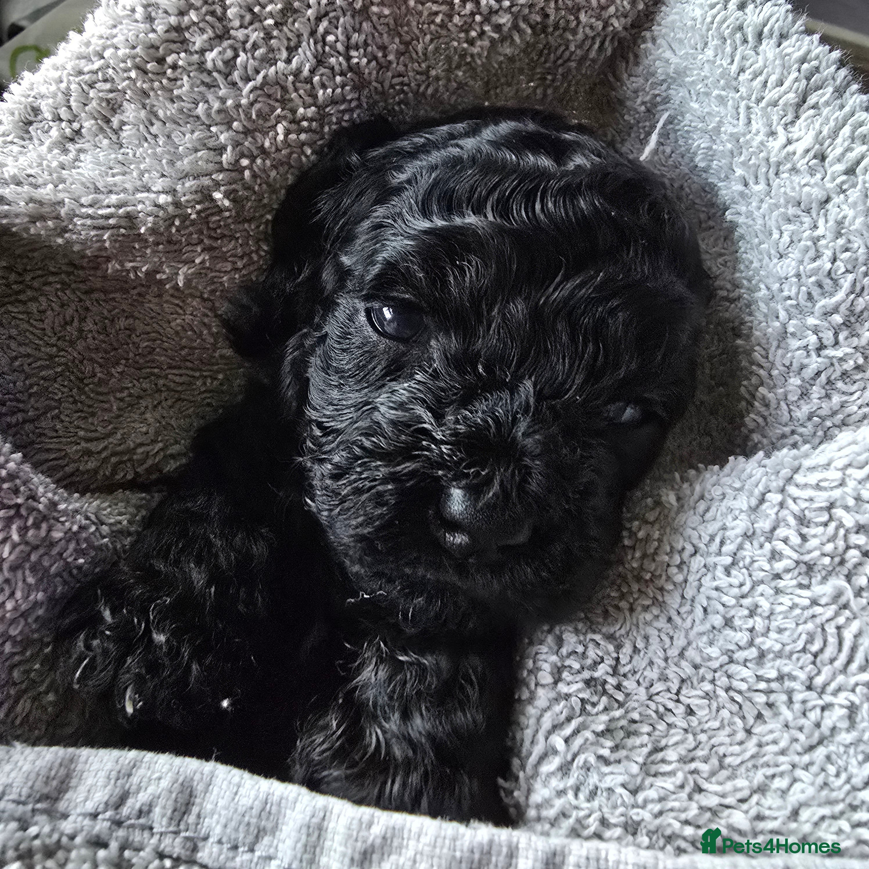 Shihpoo dogs ✨ F1B Shihpoo Puppies Looking for Forever Families - Advert 2