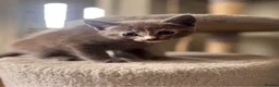 Mixed Breed cats for sale: 4 beautiful kittens  - Advert 4
