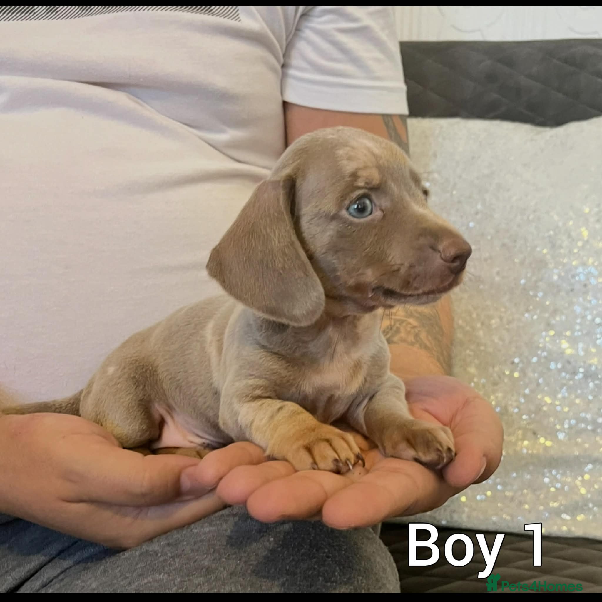 Miniature Dachshund dogs Miniature Dachshund - Advert 1